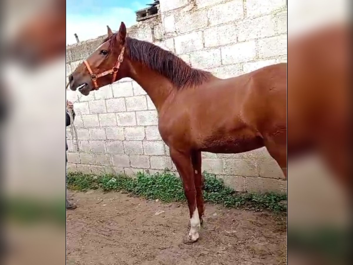 PRE Mestizo Semental 2 años 157 cm Alazán in El Burgo De Osma