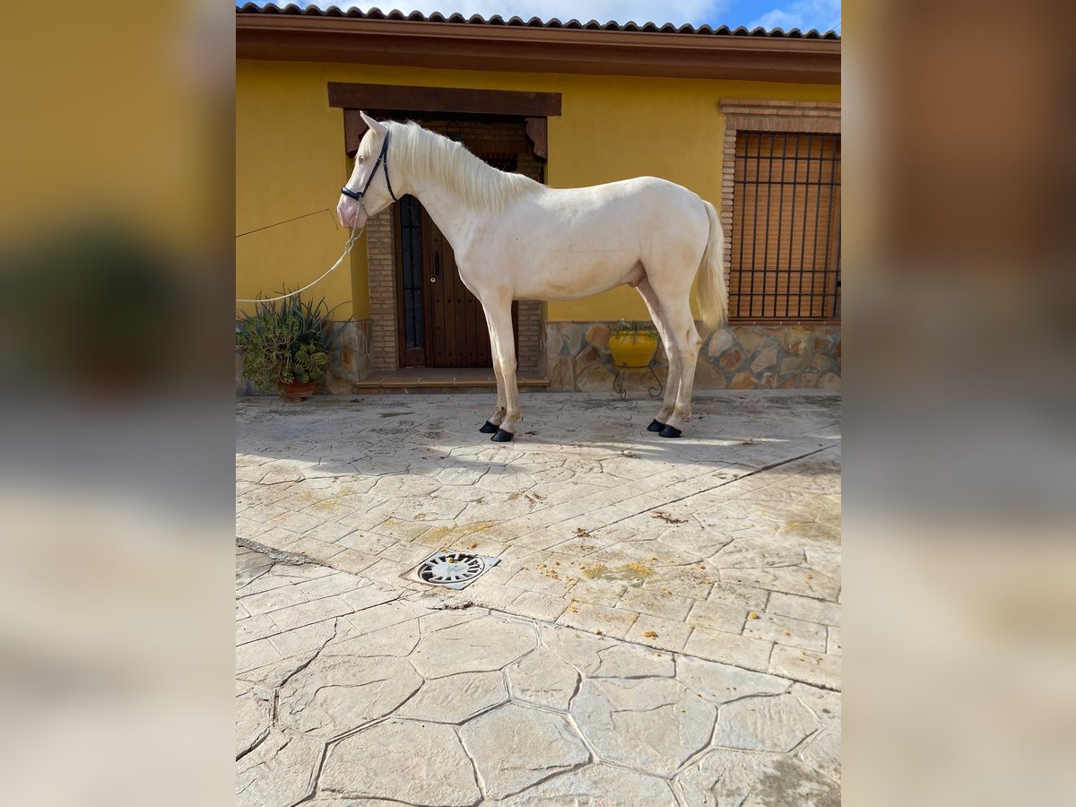 PRE Mestizo Semental 2 años 158 cm Cremello in Valderrubio