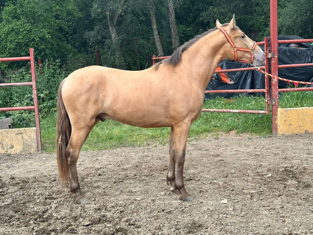 PRE Semental 2 años 165 cm Champán in Galaroza (Huelva)