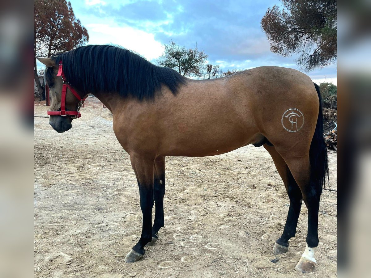 PRE Semental 2 años Buckskin/Bayo in Huelva