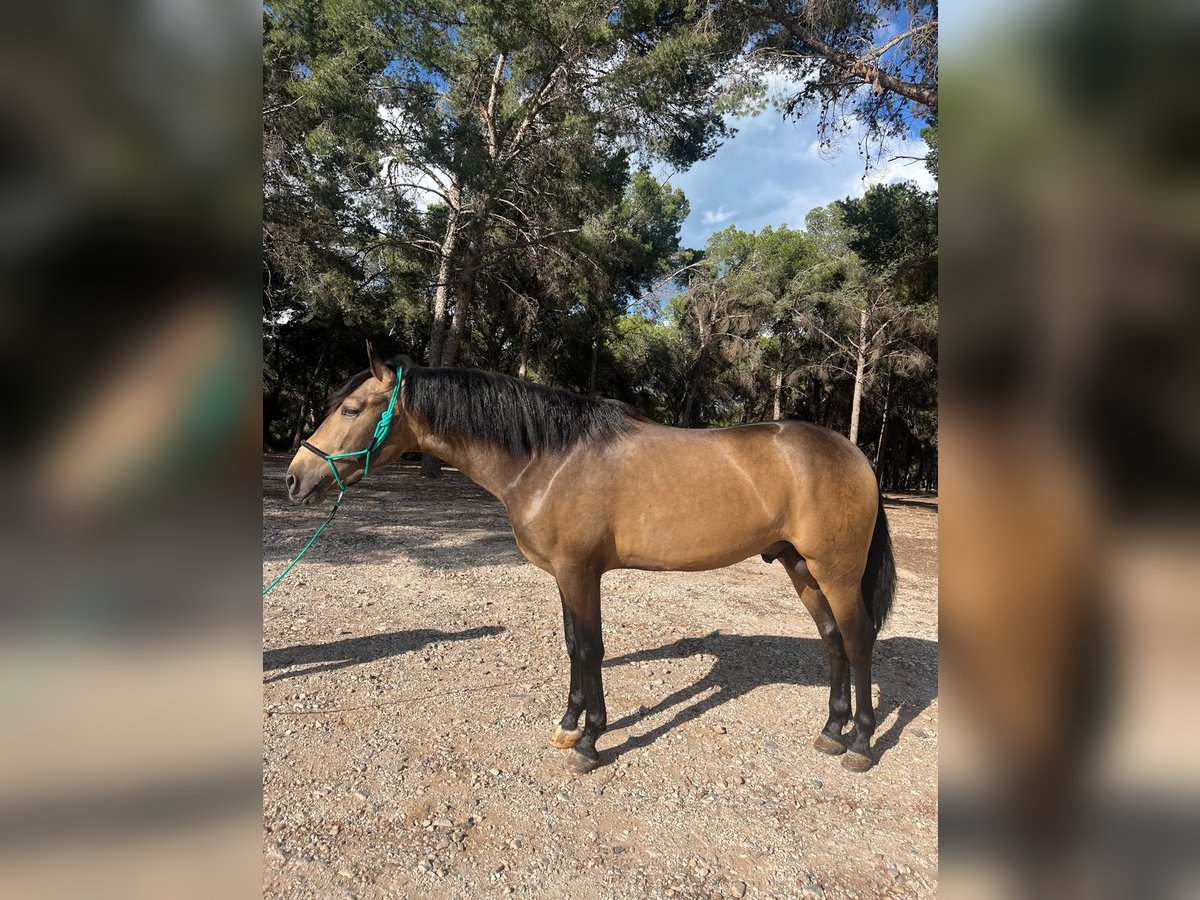 PRE Mestizo Semental 3 años 158 cm Bayo in Torremolinos