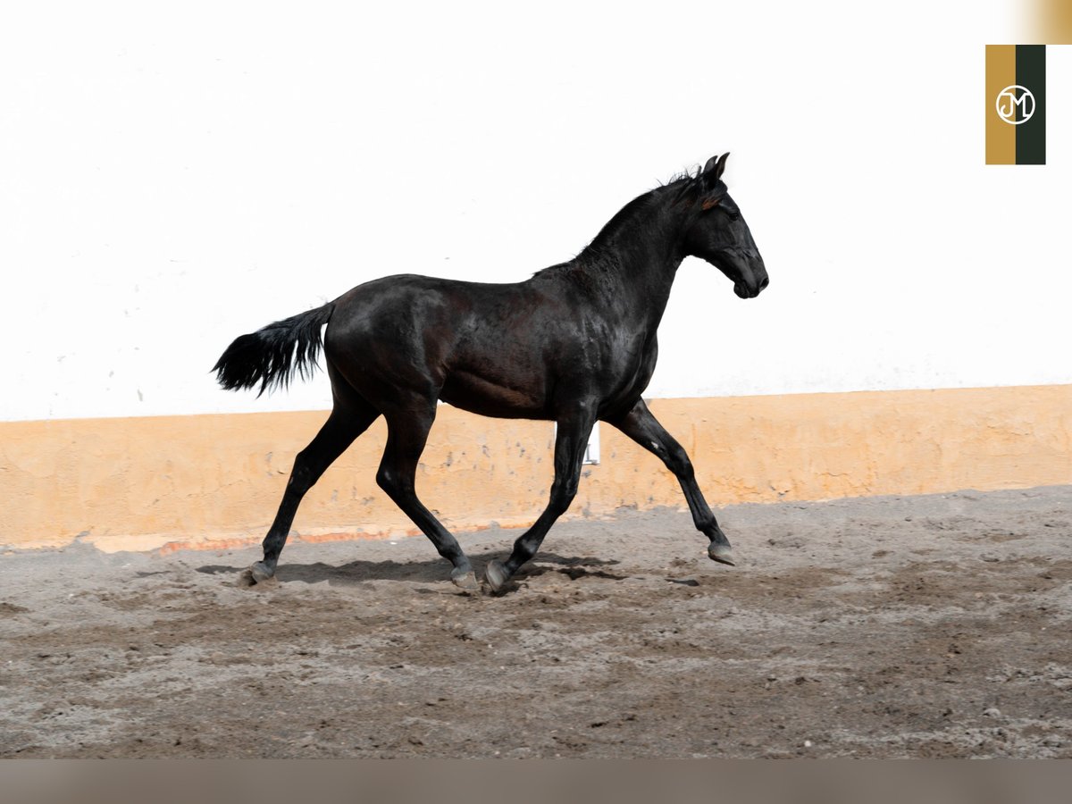 PRE Semental 3 años 159 cm Negro in Albacete, Spain