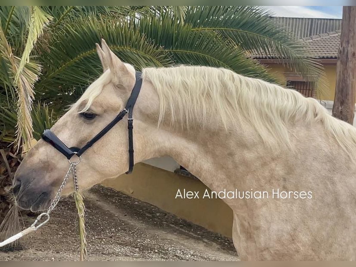 PRE Mestizo Semental 3 años 159 cm Palomino in Sevilla