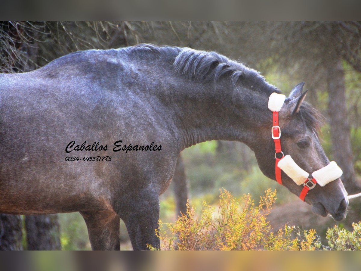 PRE Semental 3 años 159 cm Tordillo negro in Vejer de la Frontera