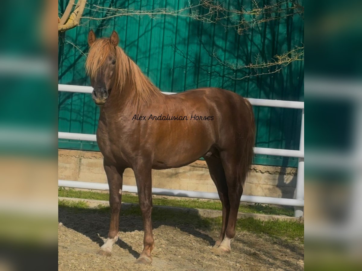 PRE Mestizo Semental 3 años 160 cm Alazán-tostado in Sevilla