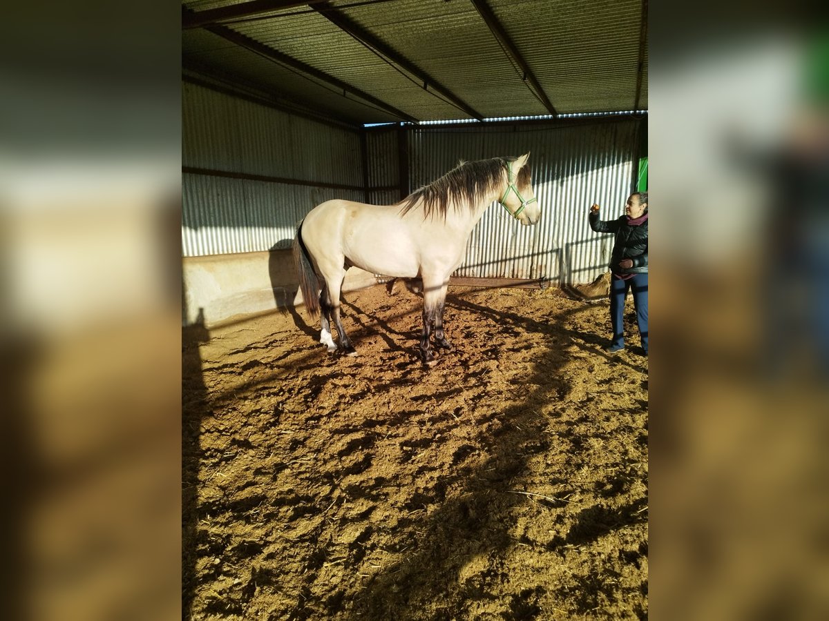 PRE Mestizo Semental 3 años 160 cm Bayo in Piedrabuena