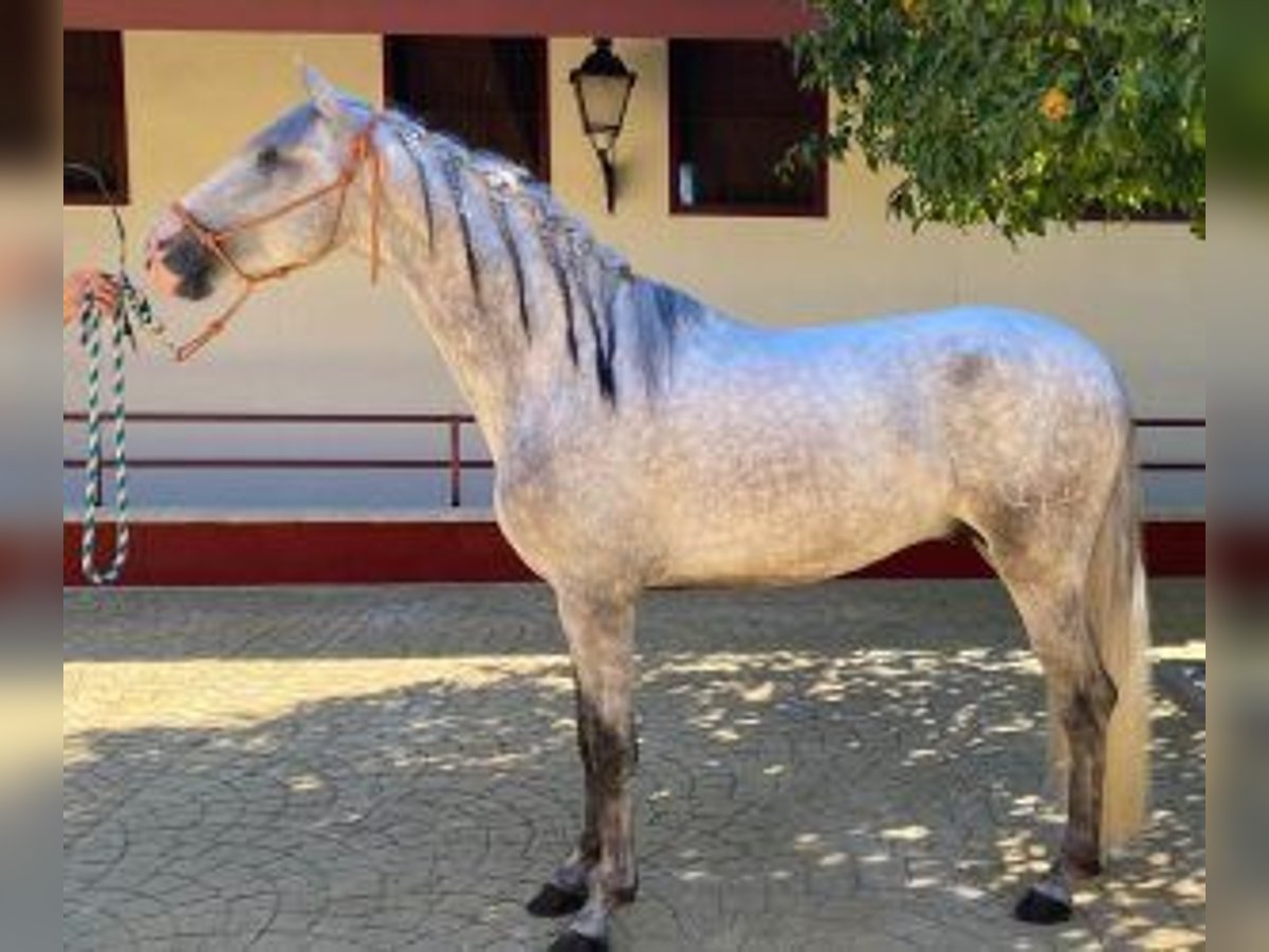 PRE Mestizo Semental 3 años 160 cm Tordo in Malaga
