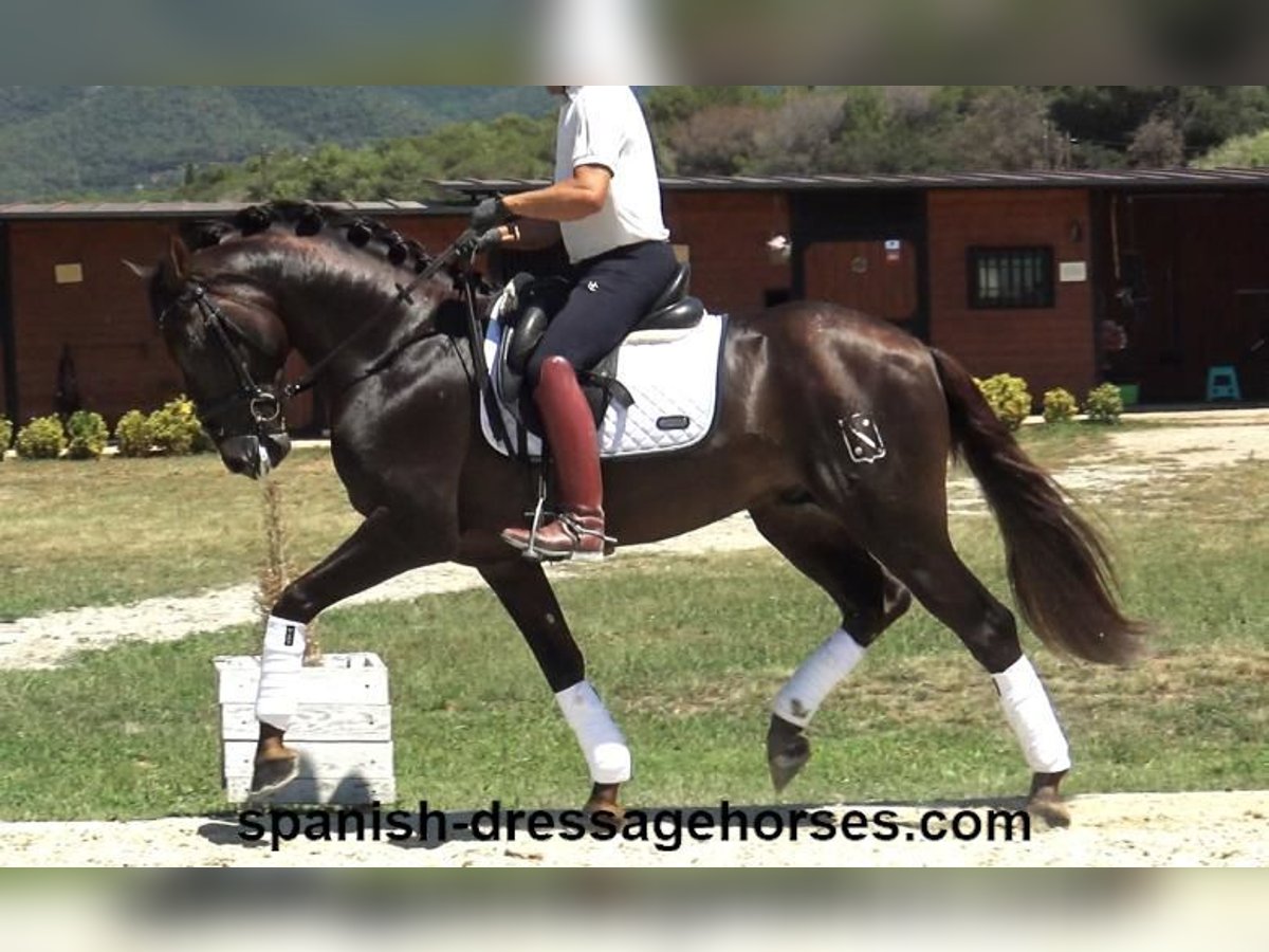 PRE Mestizo Semental 3 años 161 cm Alazán-tostado in Barcelona