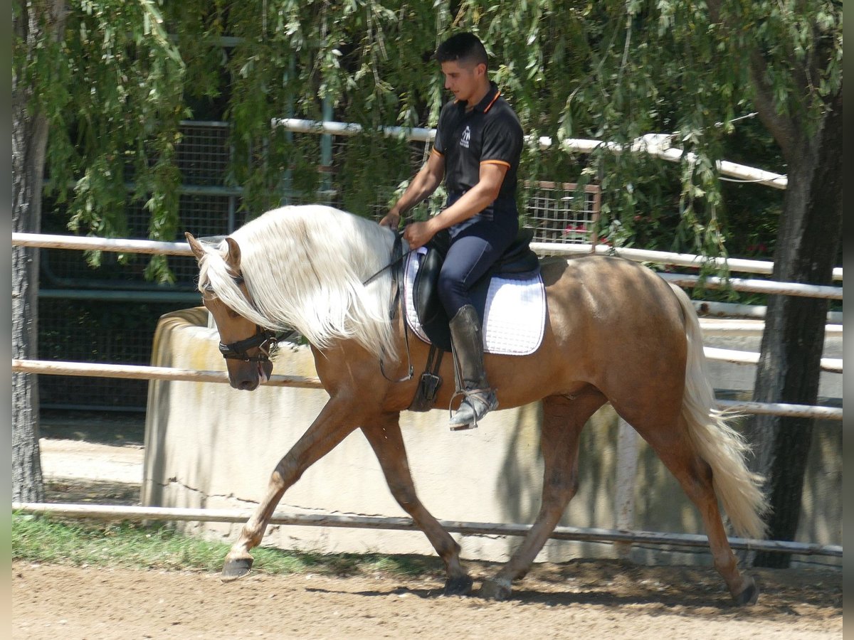 PRE Mestizo Semental 3 años 161 cm Palomino in Granollers