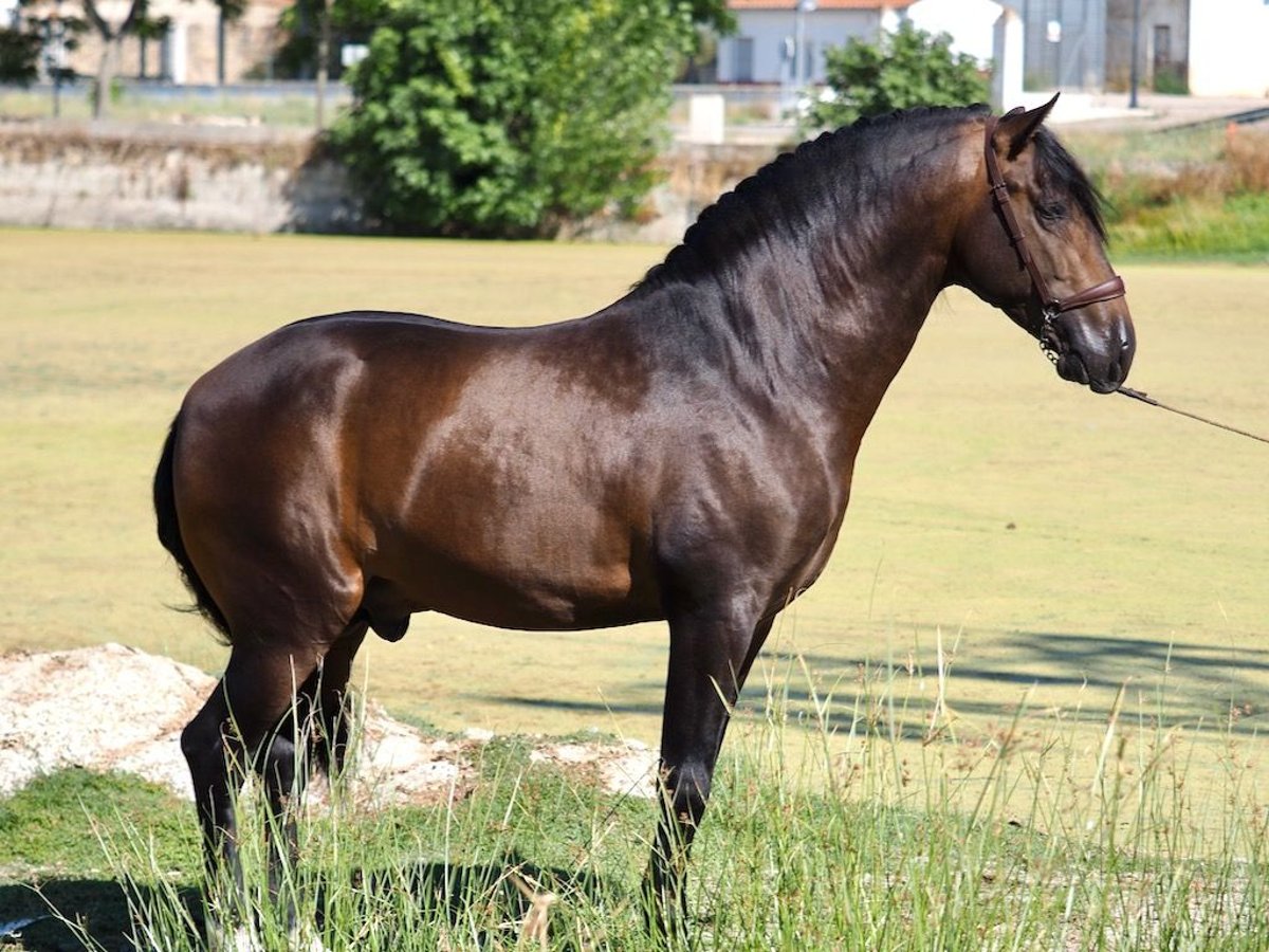 PRE Mestizo Semental 3 años 162 cm Castaño rojizo in NAVAS DEL MADRONO