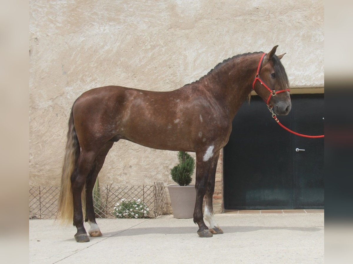 PRE Mestizo Semental 3 años 163 cm Tordo ruano in Hamburg