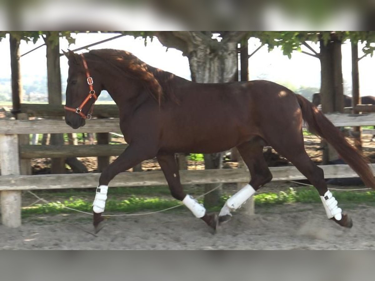 PRE Mestizo Semental 3 años 164 cm Alazán in Barcelona