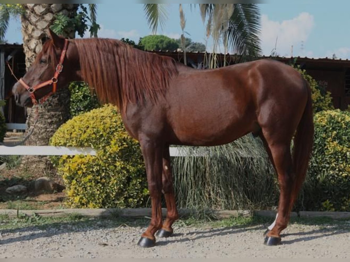 PRE Mestizo Semental 3 años 164 cm Alazán in Barcelona