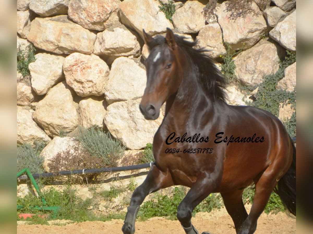 PRE Mestizo Semental 3 años 164 cm Castaño in Vejer de la Frontera