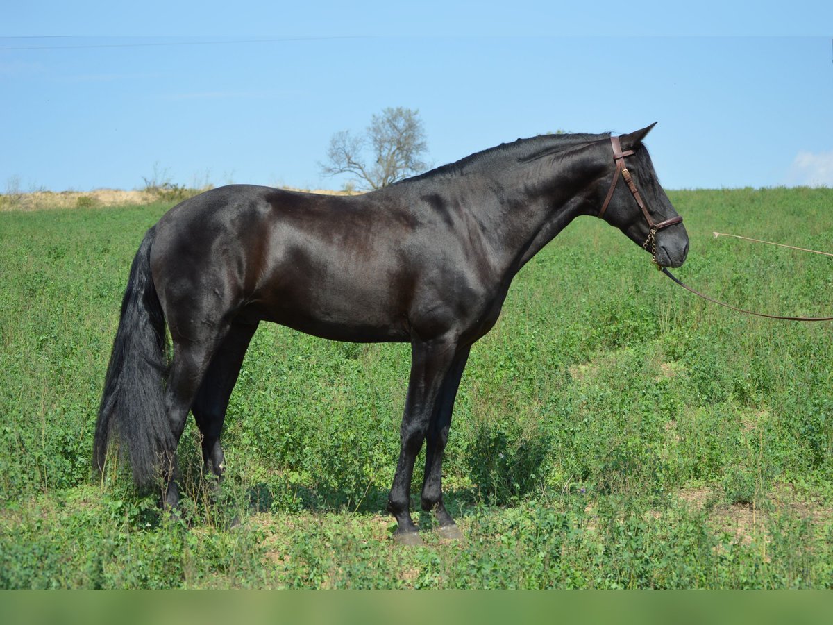 PRE Mestizo Semental 3 años 164 cm Negro in Sabadell