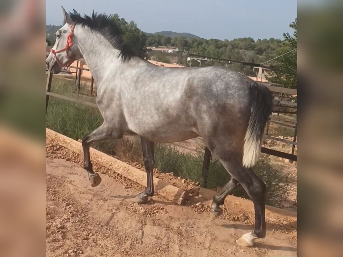 PRE Semental 3 años 164 cm Tordo rodado in Pedralba