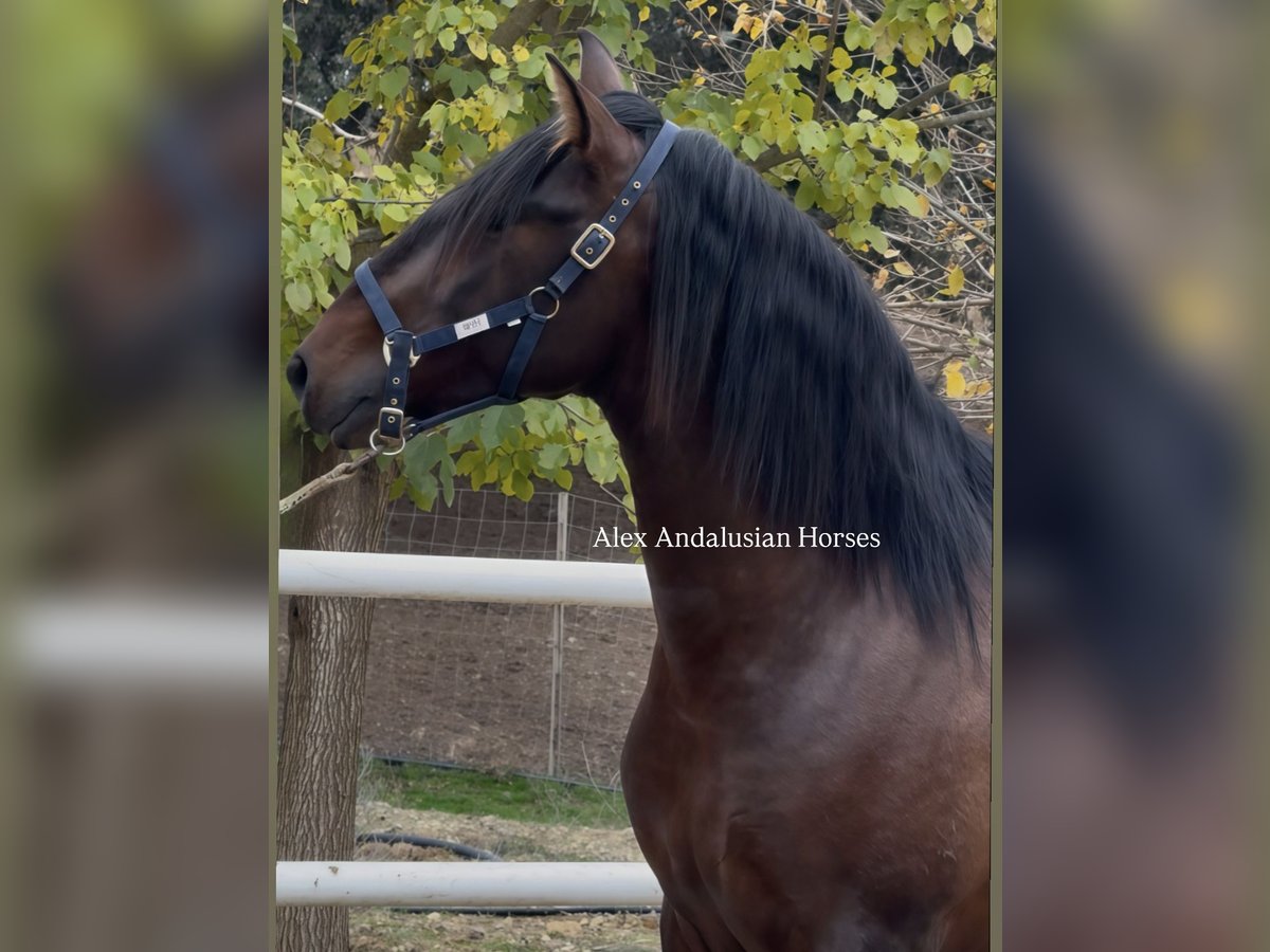 PRE Mestizo Semental 3 años 165 cm Castaño oscuro in Sevilla
