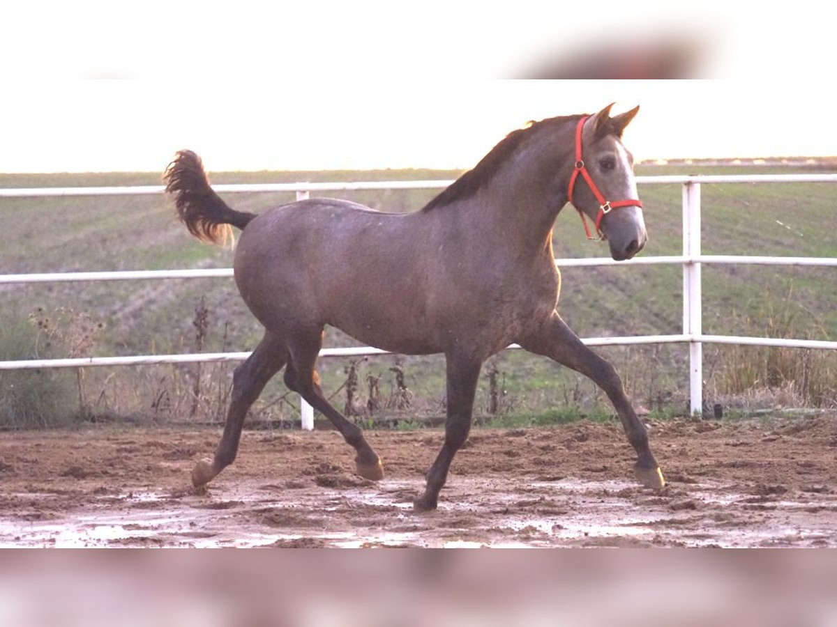 PRE Mestizo Semental 3 años 166 cm Tordo in NAVAS DEL MADRONO