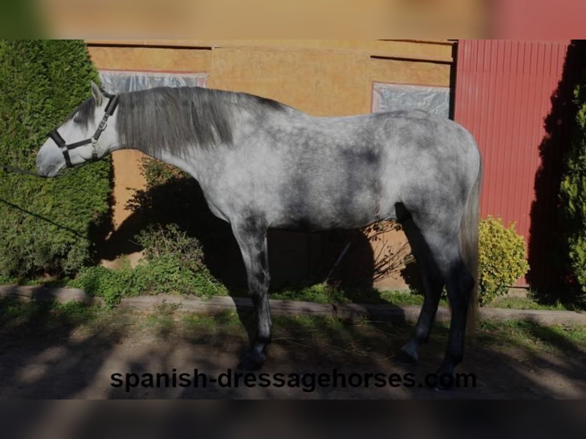 PRE Mestizo Semental 3 años 168 cm Tordo in Barcelona