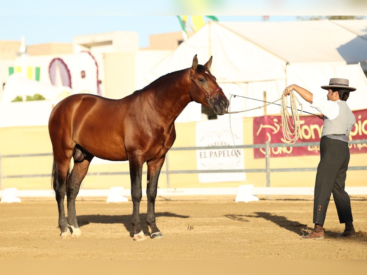 PRE Semental 3 años 169 cm Castaño claro in Casas De La Carrasca