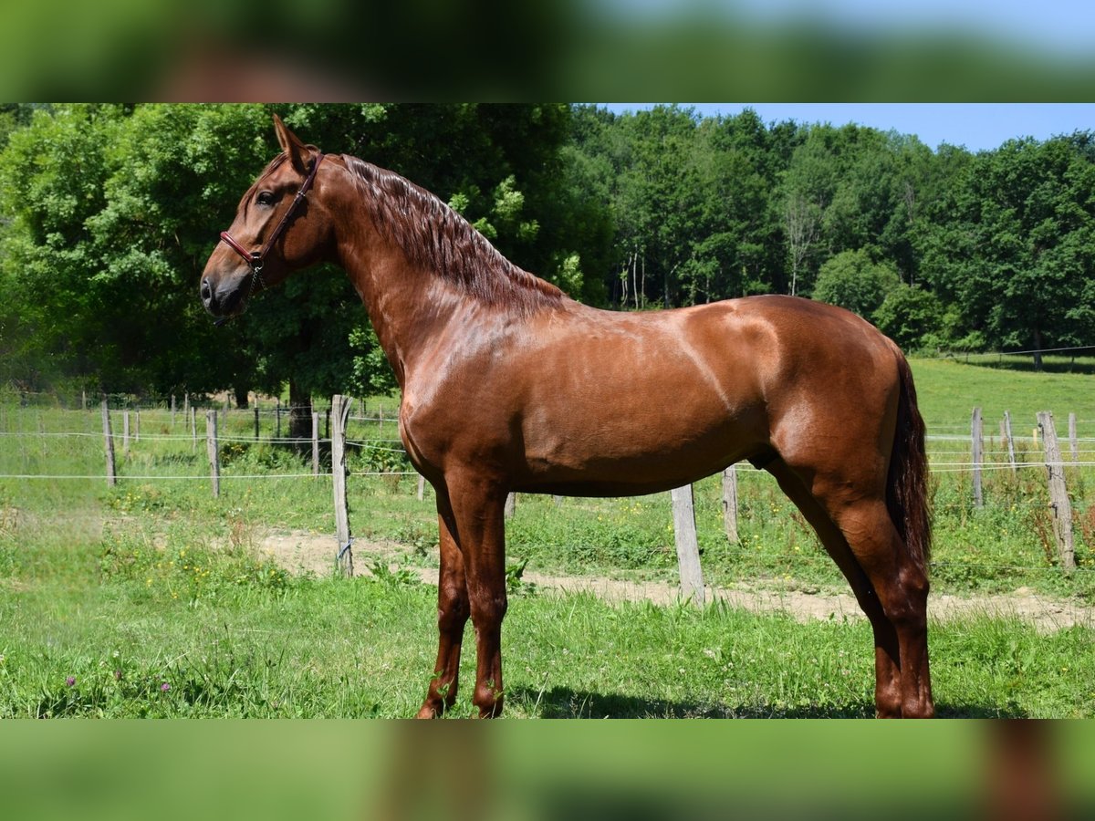 PRE Mestizo Semental 3 años 170 cm Alazán in CAUMONT