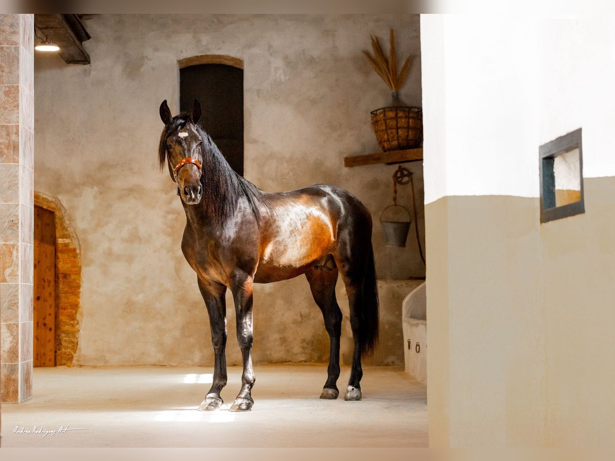 PRE Mestizo Semental 3 años 171 cm Dunalino (Cervuno x Palomino) in Hamburg