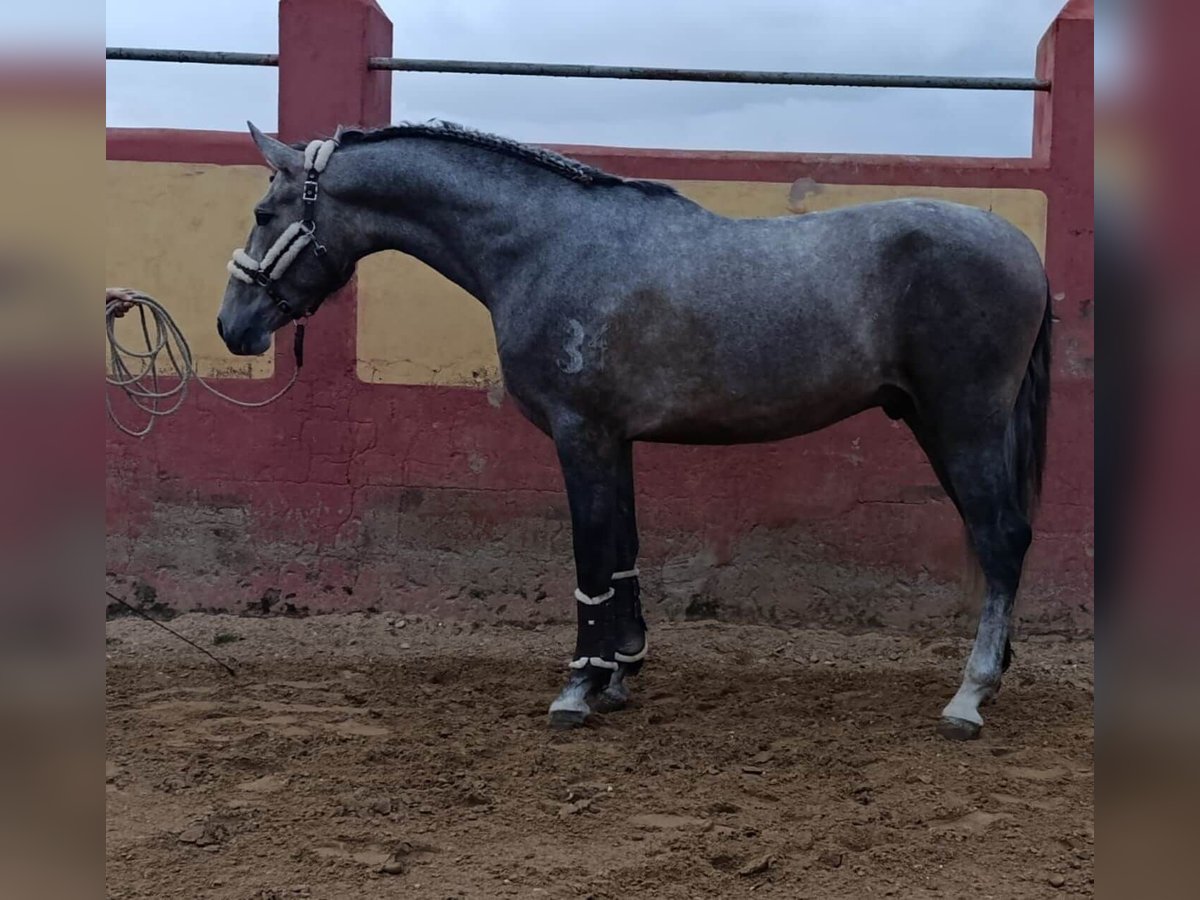 PRE Mestizo Semental 3 años 178 cm Tordo in Sevilla