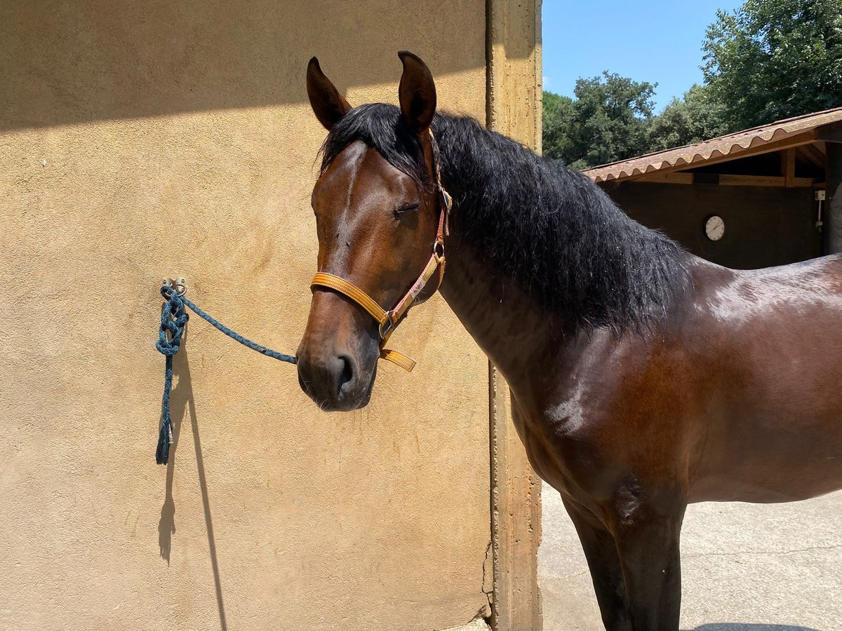 PRE Semental 4 años 158 cm Castaño in Vilablareix