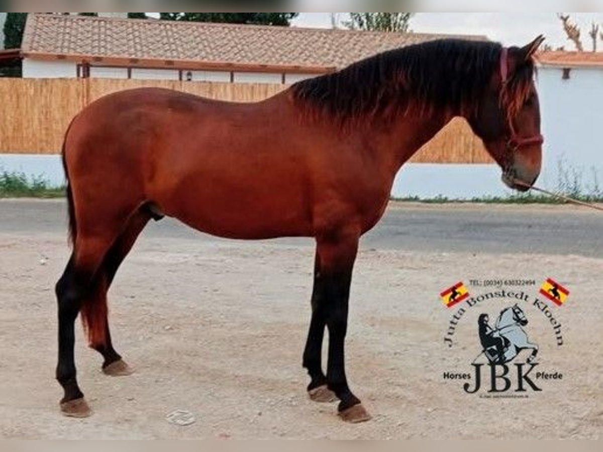 PRE Mestizo Semental 4 años 158 cm Castaño in Tabernas Almeria