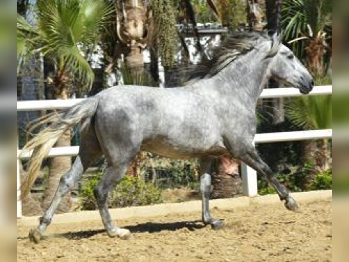 PRE Mestizo Semental 4 años 158 cm Tordo in Malaga