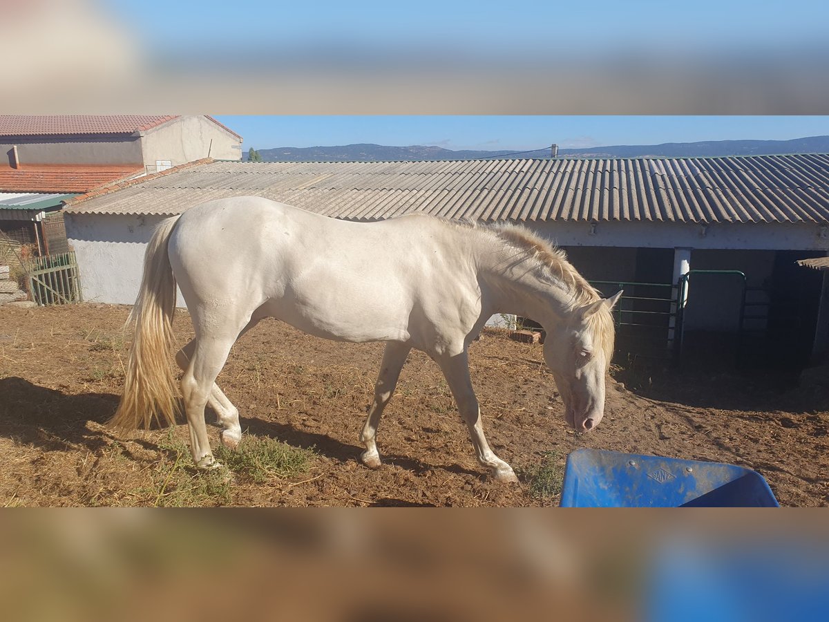 PRE Mestizo Semental 4 años 160 cm Perlino in Piedrahita