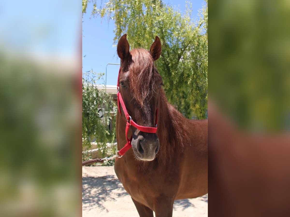 PRE Mestizo Semental 4 años 161 cm Alazán in Vejer de la Frontera