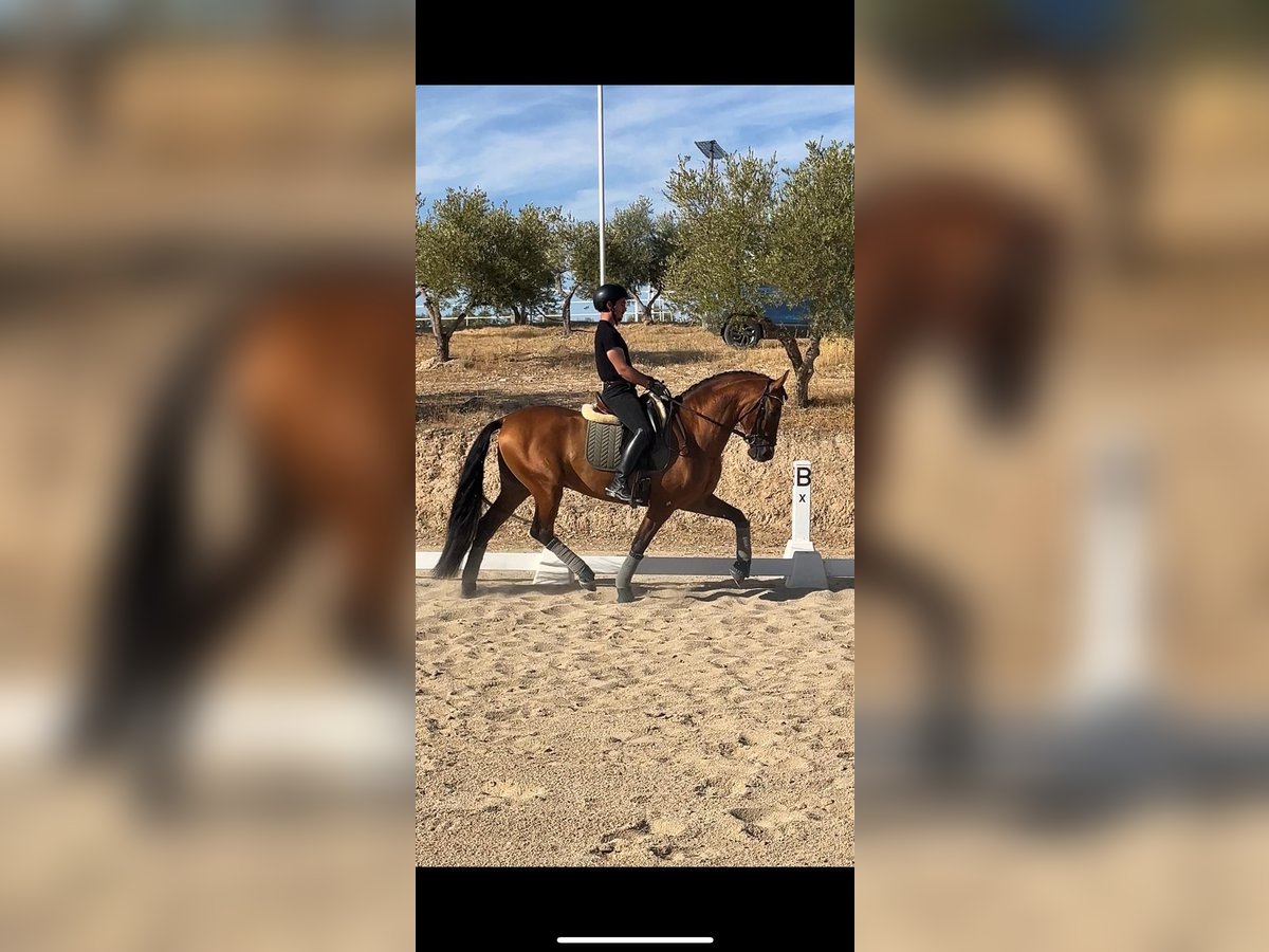 PRE Mestizo Semental 4 años 161 cm Castaño claro in Aranjuez