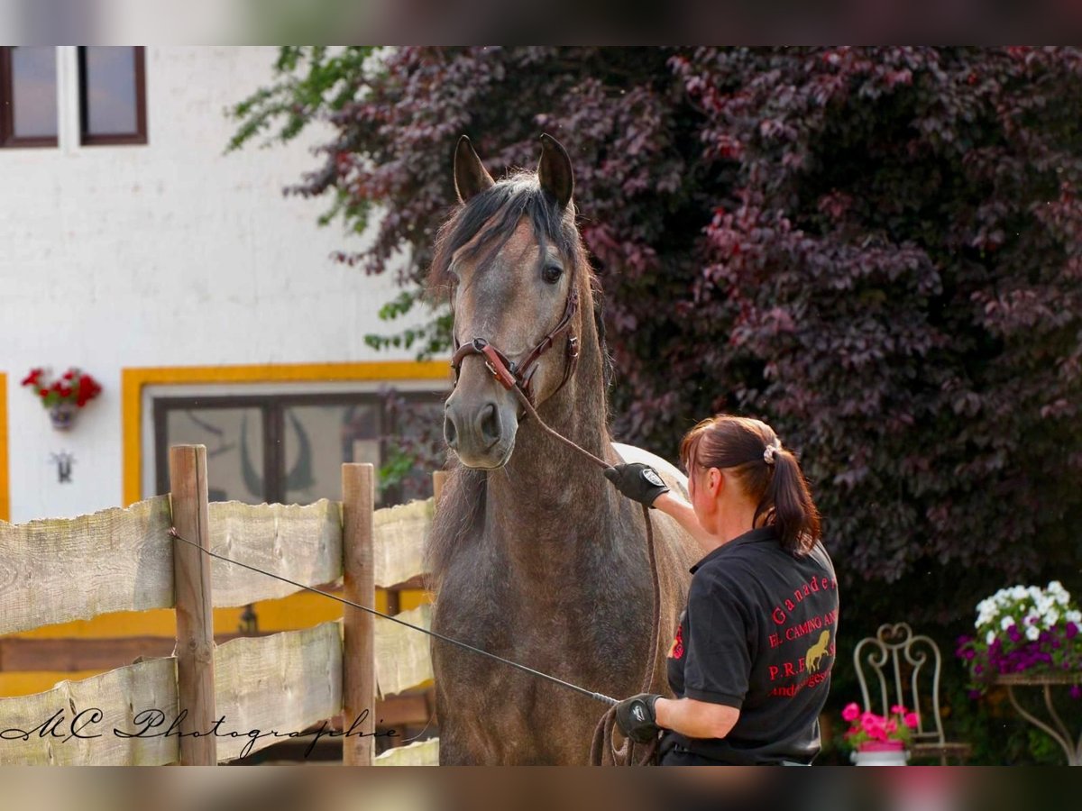 PRE Semental 4 años 161 cm Musgo in Polenz