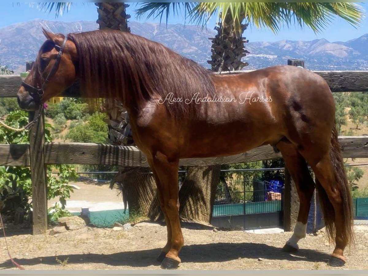 PRE Mestizo Semental 4 años 163 cm Alazán in Sevilla