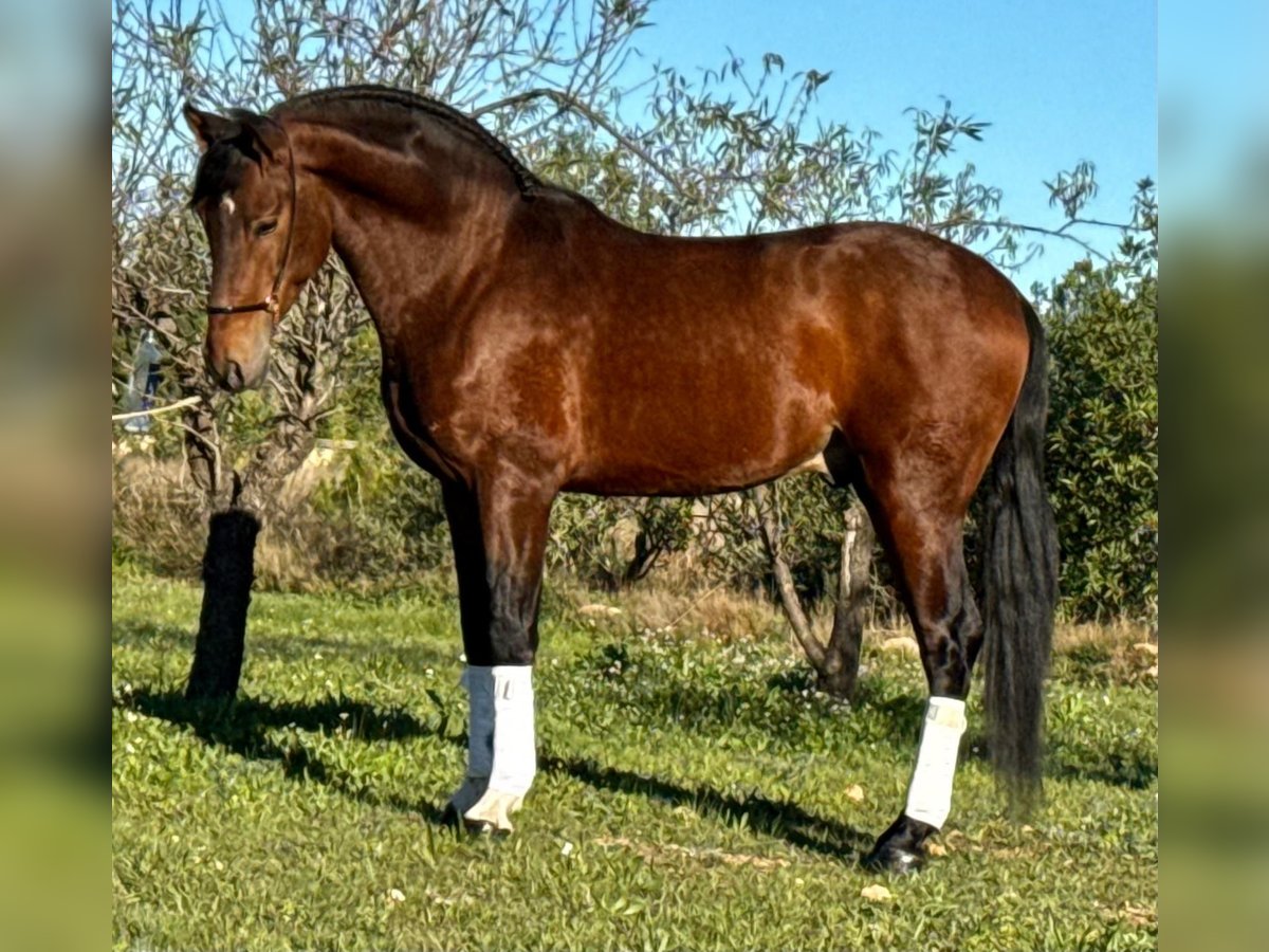 PRE Mestizo Semental 4 años 163 cm Castaño in Martfeld