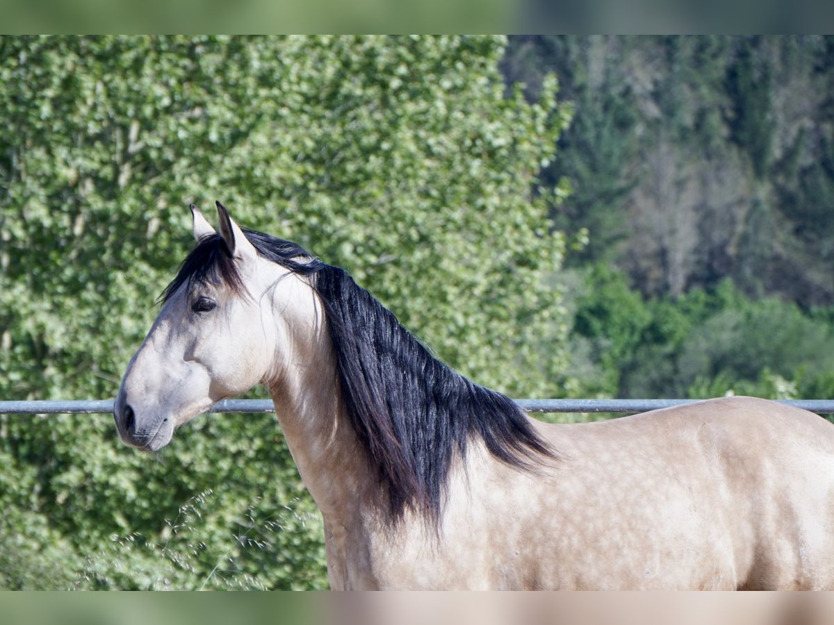 PRE Semental 4 años 164 cm Buckskin/Bayo in Ourense