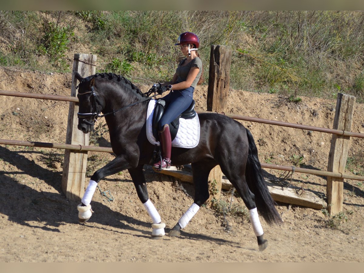 PRE Mestizo Semental 4 años 164 cm Negro in Sabadell