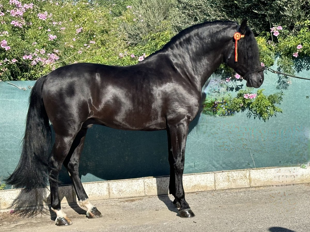 PRE Mestizo Semental 4 años 164 cm Negro in Jerez