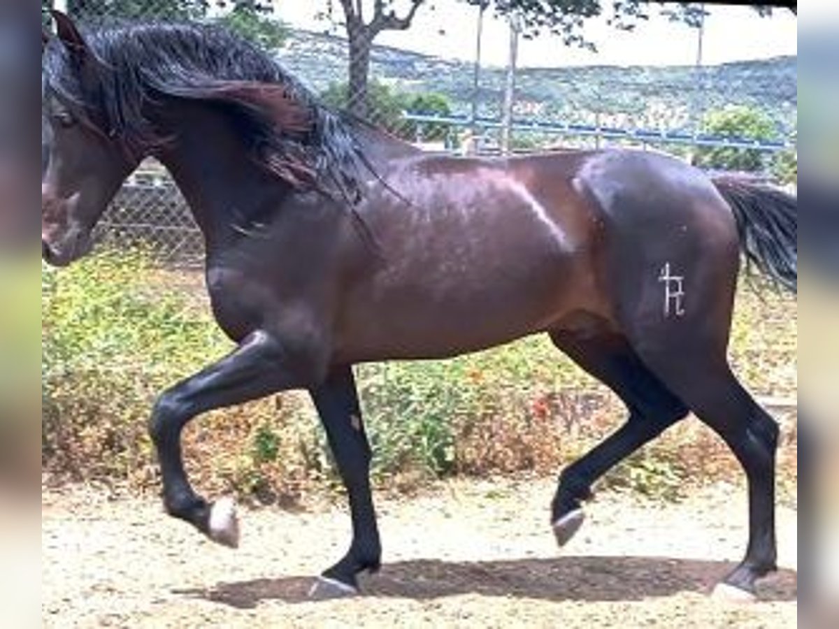 PRE Mestizo Semental 4 años 164 cm Negro in MADRID