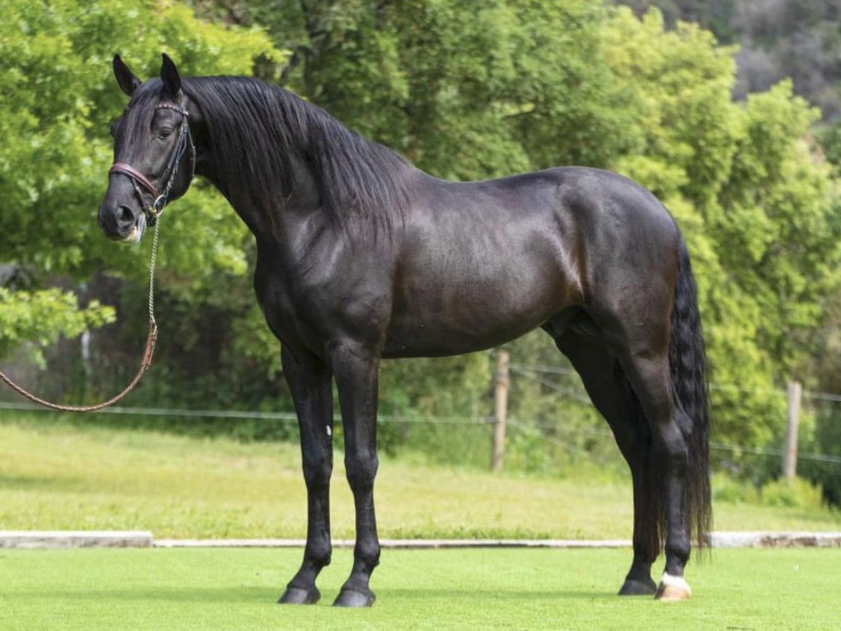 PRE Mestizo Semental 4 años 164 cm Negro in NAVAS DEL MADRONO