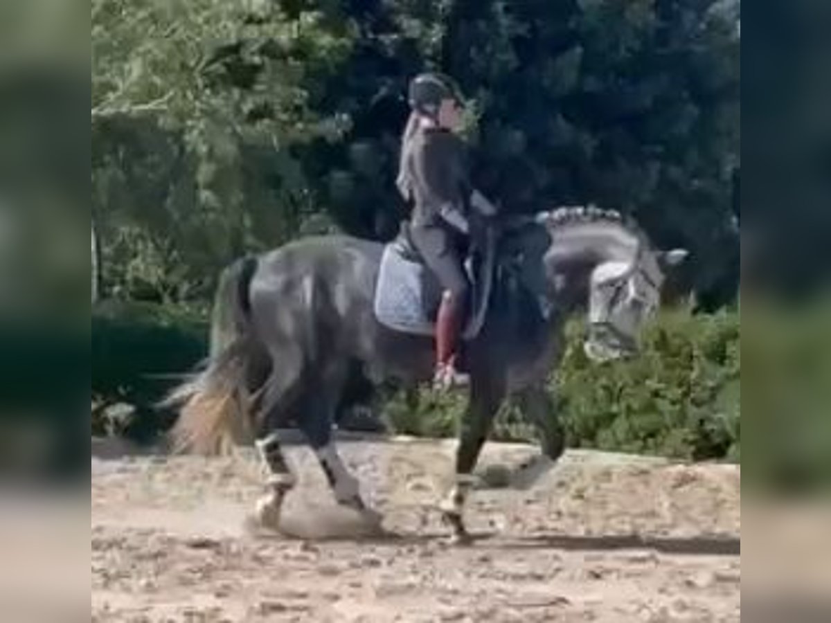 PRE Mestizo Semental 4 años 164 cm Tordo in Sevilla