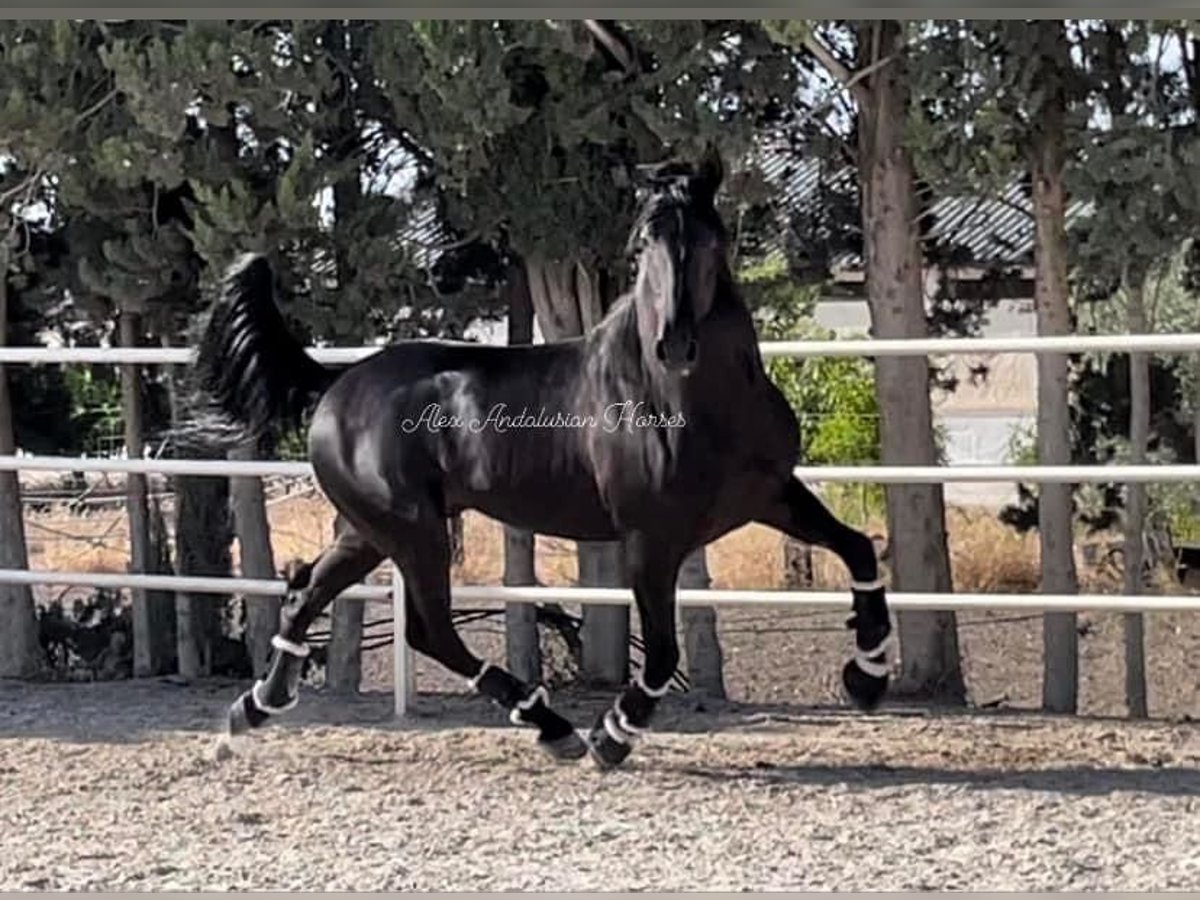 PRE Mestizo Semental 4 años 166 cm Negro in Sevilla