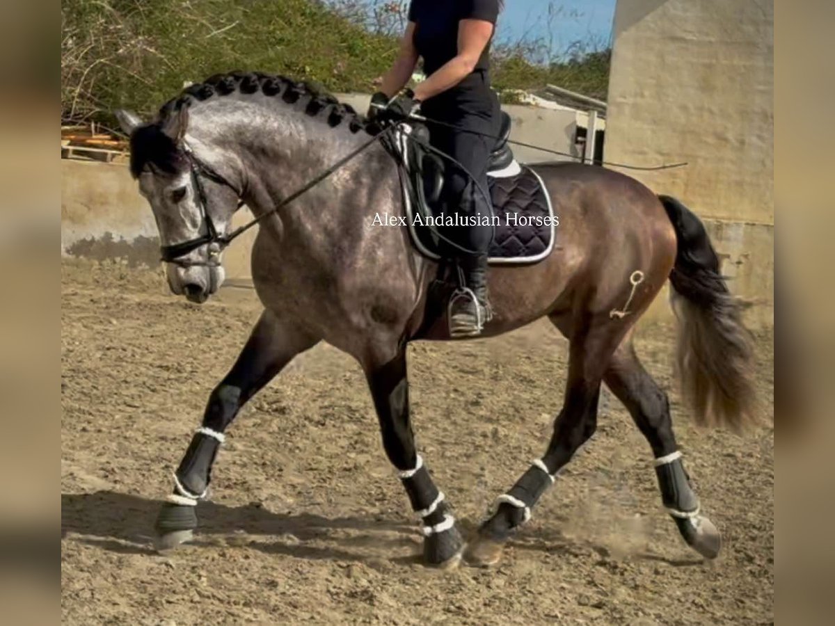 PRE Mestizo Semental 4 años 166 cm Tordo rodado in Sevilla