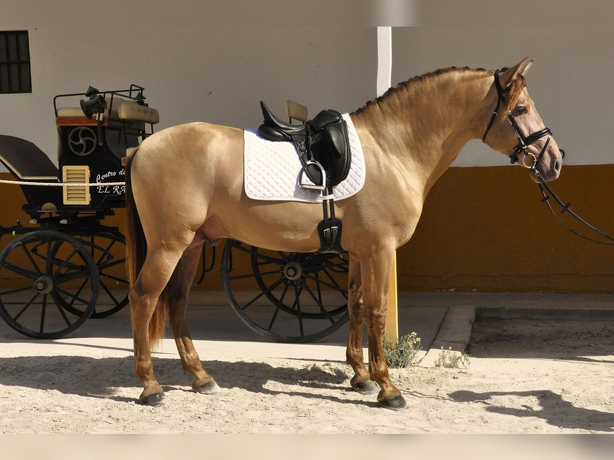 PRE Mestizo Semental 4 años 170 cm Champán in Torremolinos
