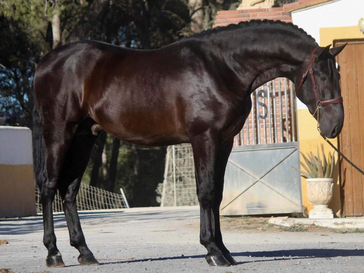 PRE Mestizo Semental 4 años 173 cm Negro in NAVAS DEL MADRONO