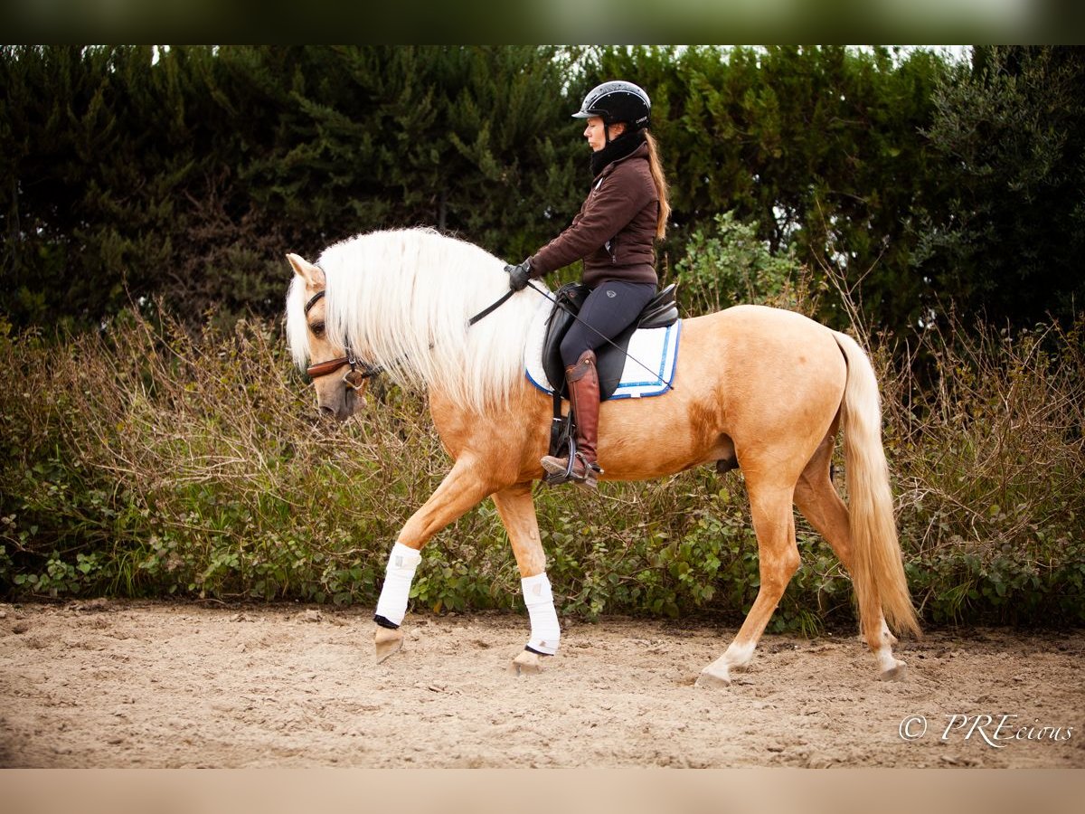 PRE Mestizo Semental 4 años Palomino in SEVILLA