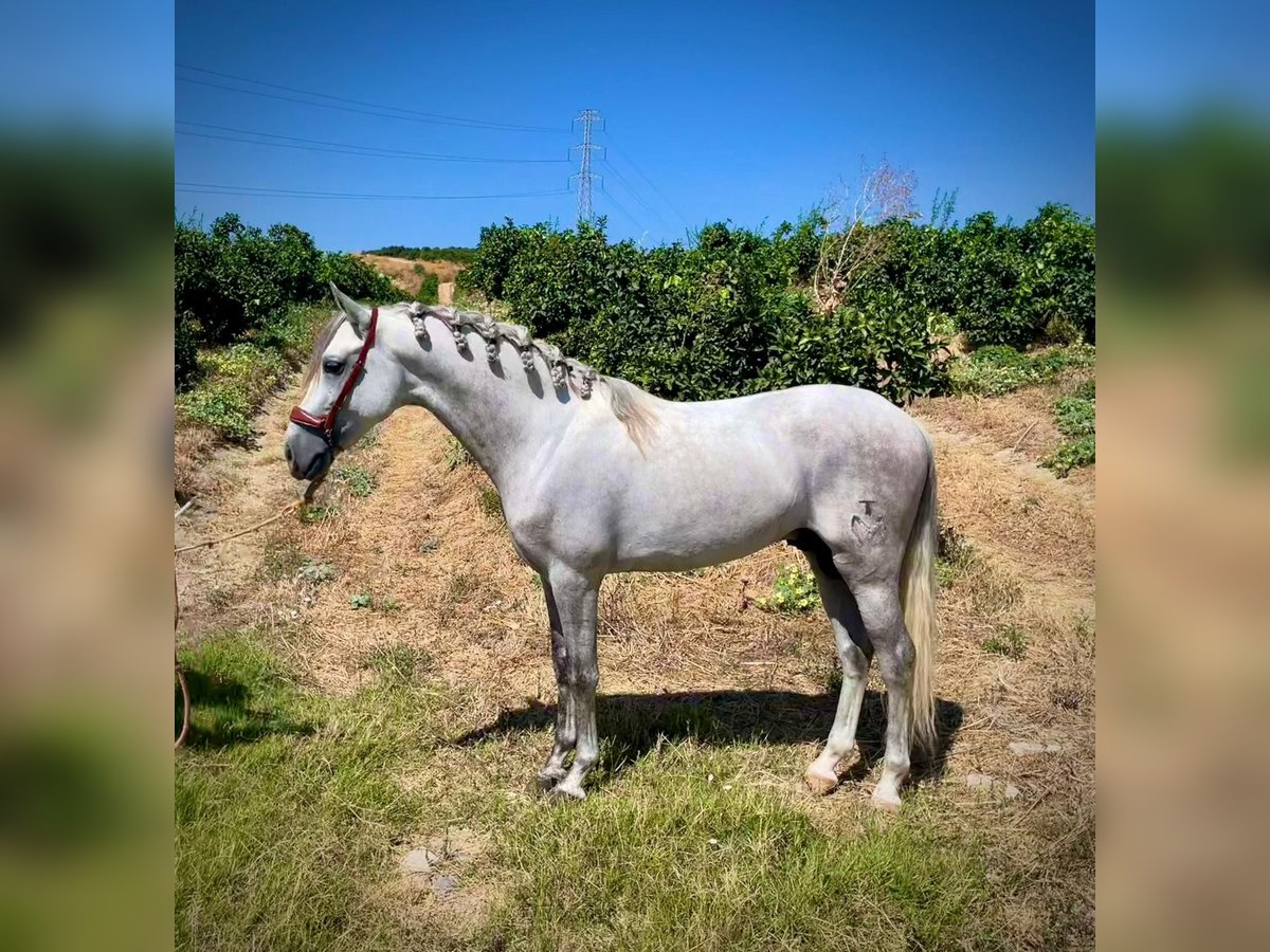 PRE Mestizo Semental 5 años 156 cm Tordo rodado in Martfeld