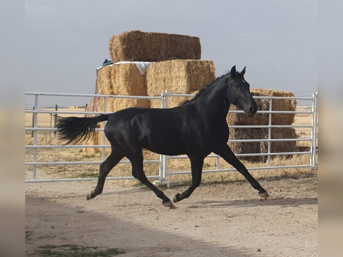 PRE Mestizo Semental 5 años 157 cm Castaño oscuro in Madrid