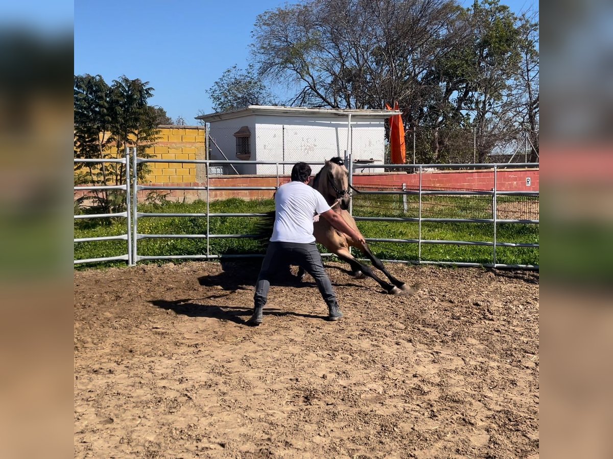 PRE Mestizo Semental 5 años 160 cm Bayo in 11500